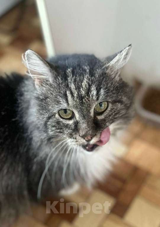 Кошки в Санкт-Петербурге: Котик Зубок ищет дом! Мальчик, Бесплатно - фото 2