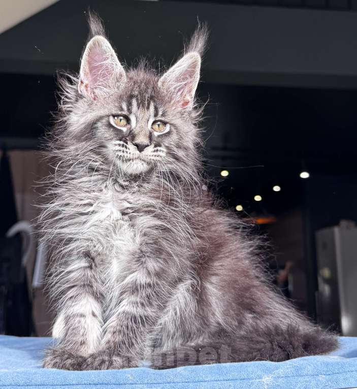 Кошки в Москве: Кот Мейн Кун Veyron Fancy Девочка, 80 000 руб. - фото 3