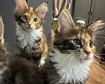 Кошки в Ростове-на-Дону: Котята Мальчик, 25 000 руб. - фото 1