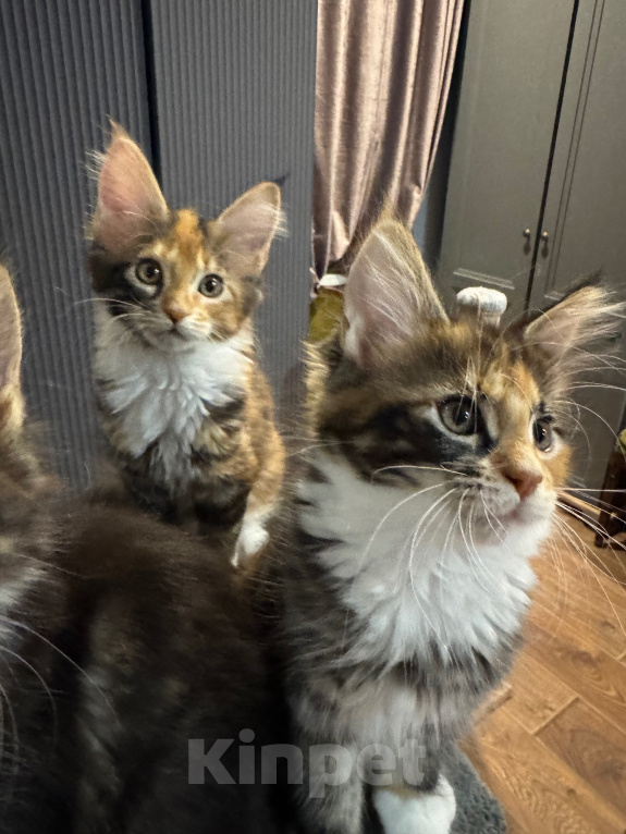 Кошки в Ростове-на-Дону: Котята Мальчик, 25 000 руб. - фото 1