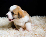 Собаки в Ярославле: Вельш-корги пемброк щенки Мальчик, 60 000 руб. - фото 5