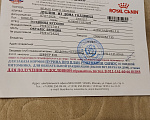 Собаки в Златоусте: Продам щенка корги Мальчик, 40 000 руб. - фото 4