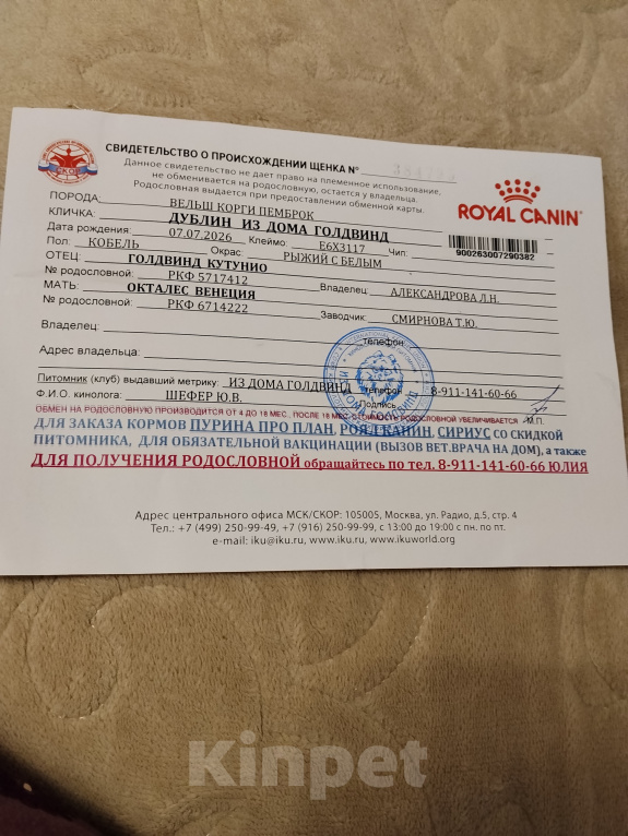 Собаки в Златоусте: Продам щенка корги Мальчик, 40 000 руб. - фото 4