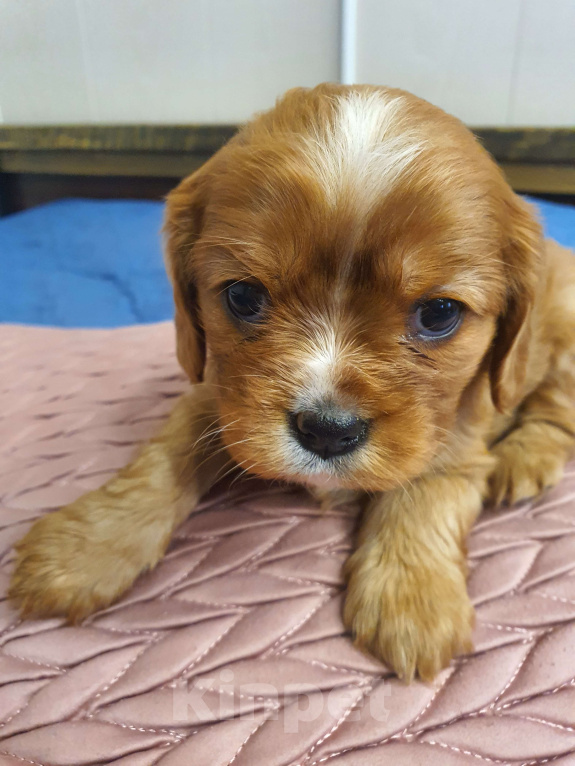 Собаки в других городах Московской области: Очаровательный щенок, ЭЛЛИС СОФИ САЛЮТ БЕЛОГОРЬЯ, девочка, цвет рубин, свободна для бронирования! Девочка, 80 000 руб. - фото 1