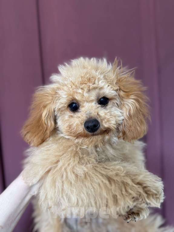 Собаки в Краснодаре: Той-пудель Мальчик, 50 000 руб. - фото 1