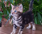 Кошки в Симферополе: Бенгальский мальчик  Мальчик, 25 000 руб. - фото 1