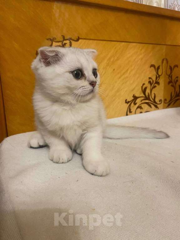 Кошки в Санкт-Петербурге: вислоухий Шотландский котенок Мальчик, 19 939 руб. - фото 3