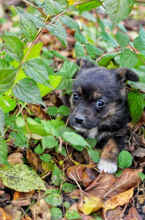 Собаки в Воронеже: Щенок в добрые руки Девочка, Бесплатно - фото 3