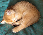 Кошки в Самаре: Британская золотая шиншилла  Девочка, 30 000 руб. - фото 7