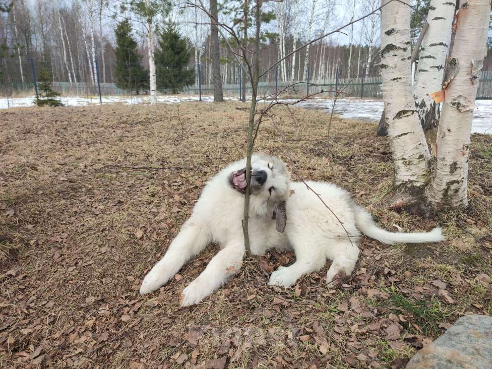 Собаки в других городах Ленинградской области: Харита пиренейская горная собака  Девочка, 70 000 руб. - фото 8