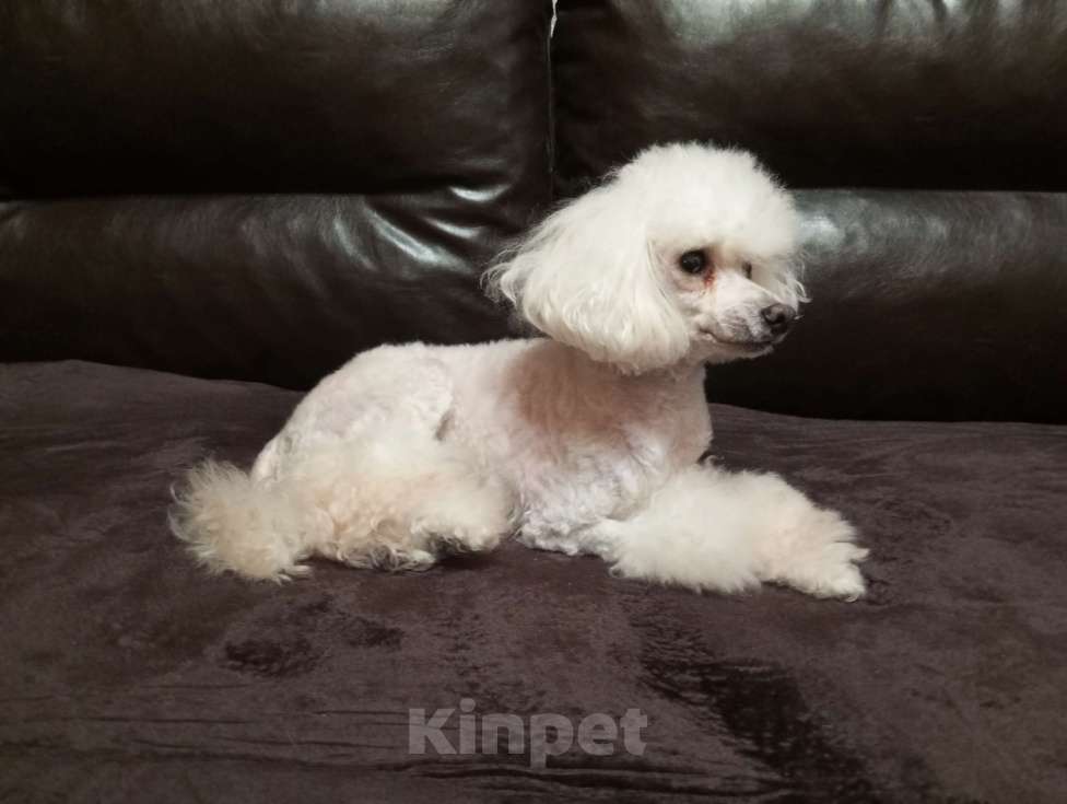 Собаки в других городах Московской области: той пудель, взрослый пёс Мальчик, 12 000 руб. - фото 2