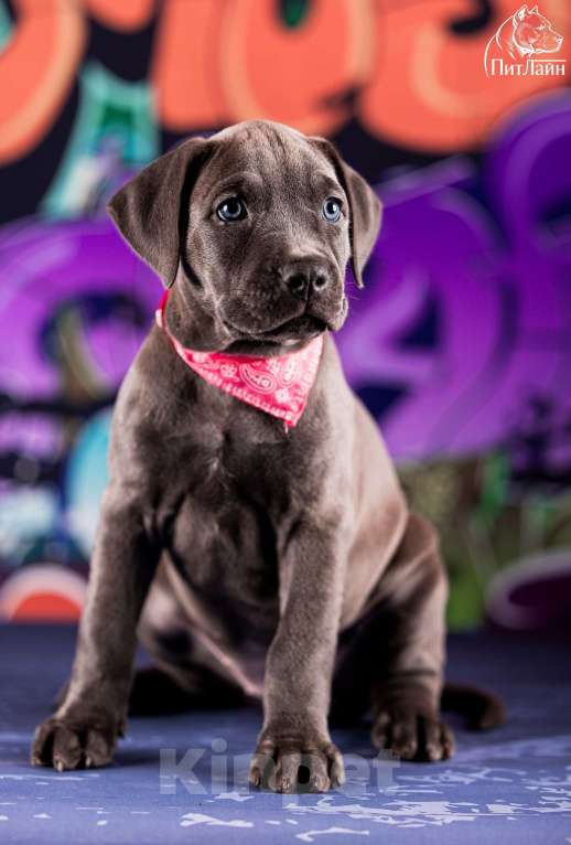 Собаки в Ульяновске: Американский питбультерьер, девочка Девочка, Бесплатно - фото 3