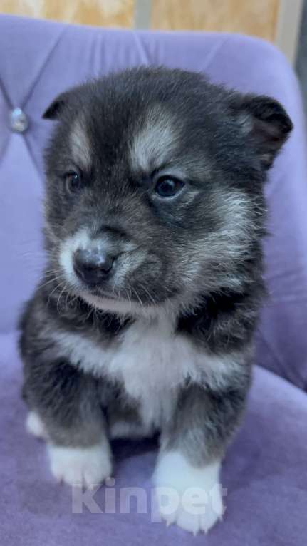Собаки в других городах Свердловской области: Пирожок Мальчик, Бесплатно - фото 5