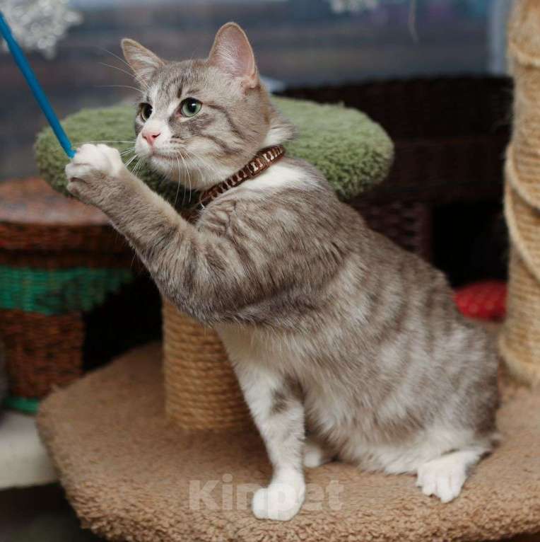 Кошки в Москве: Котик-подросток Никос в поисках любящей семьи! Мальчик, Бесплатно - фото 3