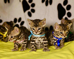 Кошки в Калаче-На-Доне: Бенгальские малыши, 15 000 руб. - фото 4