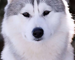 Собаки в Энгельс: Вязка с красивейшим кобелем! Юный чемпионом России , юный Чемпионом Федерации (РКФ)  Мальчик, Бесплатно - фото 1
