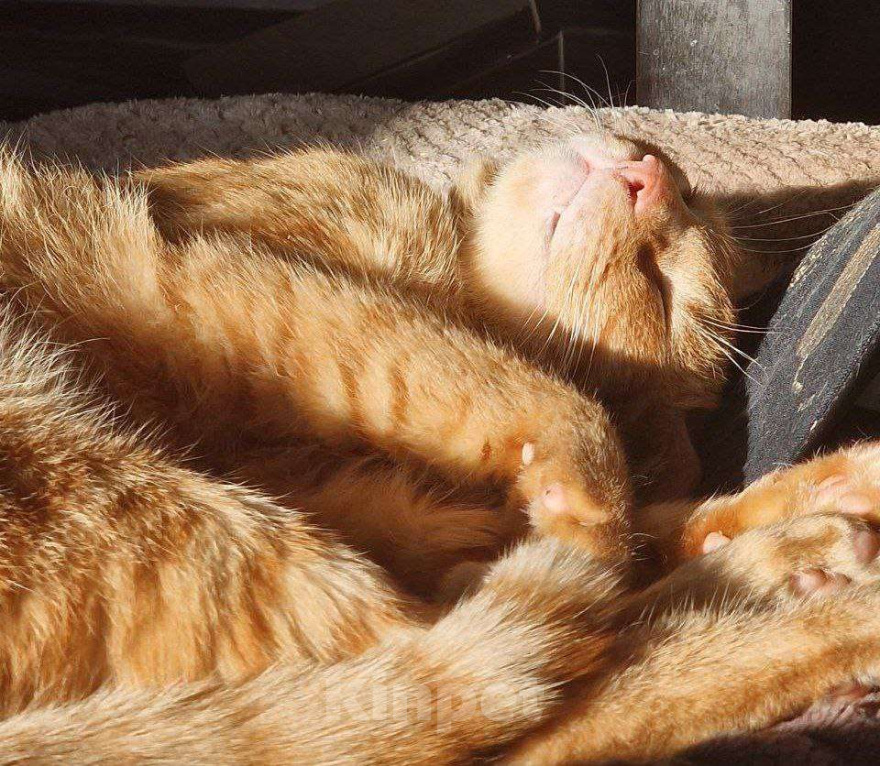 Кошки в Москве: Рыжик со вкусным именем Апероль ищет своего человека Мальчик, Бесплатно - фото 4