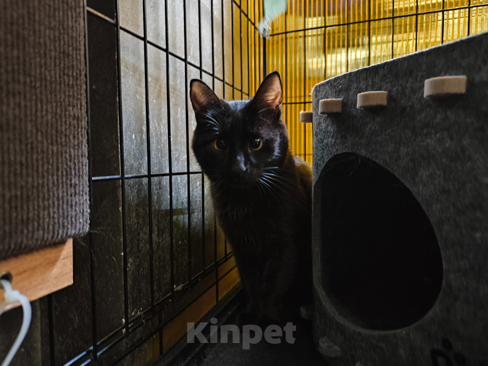Кошки в Москве: Косоглазик Кося в добрые руки Девочка, Бесплатно - фото 5