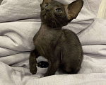 Кошки в Краснодаре: Ориентальный котенок Девочка, Бесплатно - фото 6