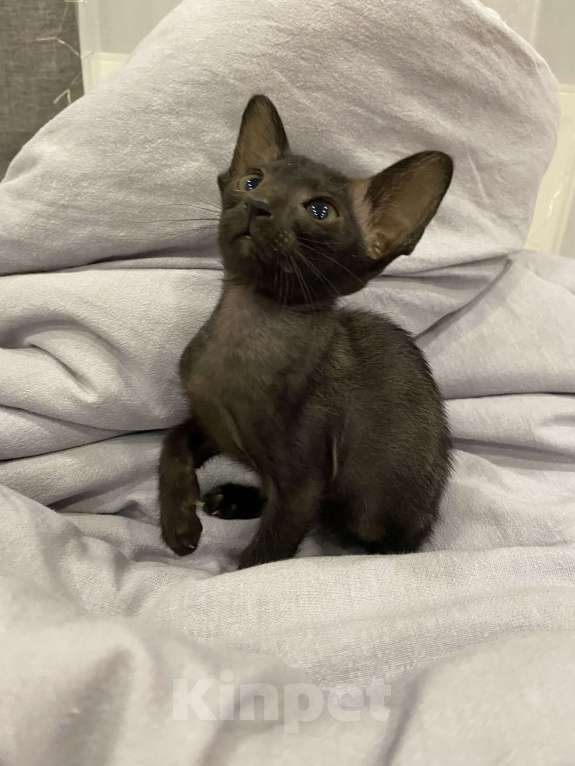 Кошки в Краснодаре: Ориентальный котенок Девочка, Бесплатно - фото 6