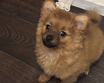 Собаки в Санкт-Петербурге: Шпиц Девочка, 12 000 руб. - фото 1