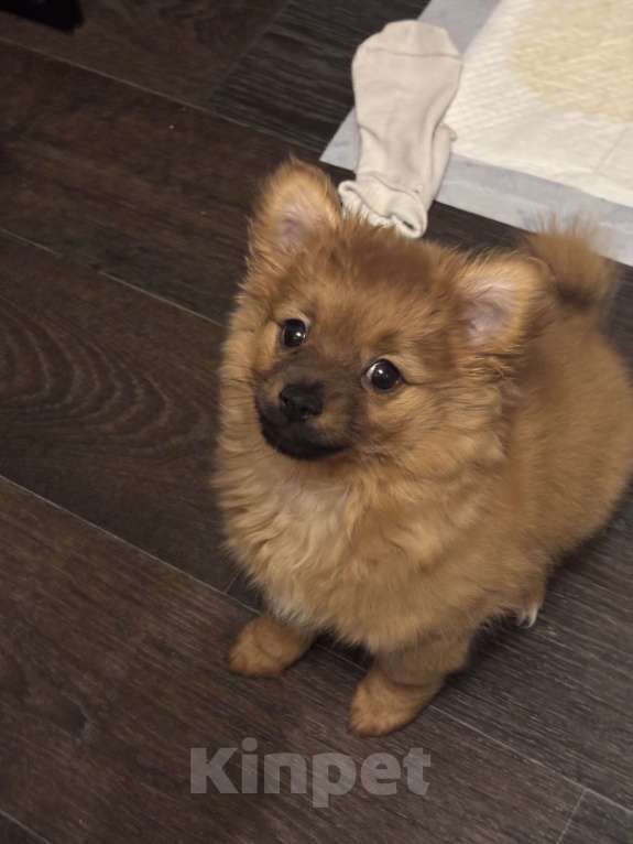 Собаки в Санкт-Петербурге: Шпиц Девочка, 12 000 руб. - фото 1