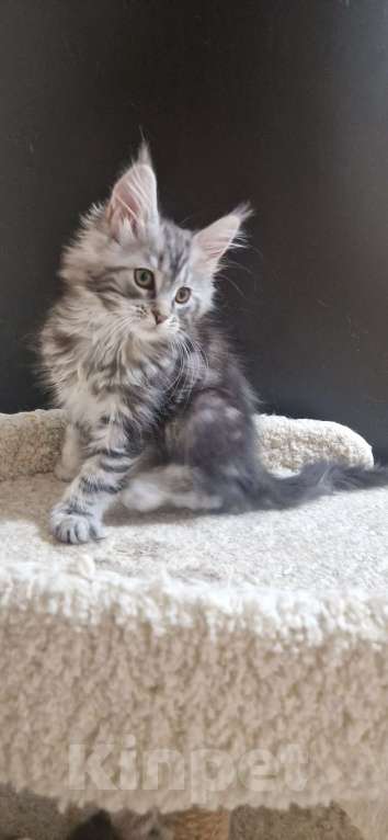 Кошки в Ижевске: Котята мейн-кун Девочка, 55 000 руб. - фото 9