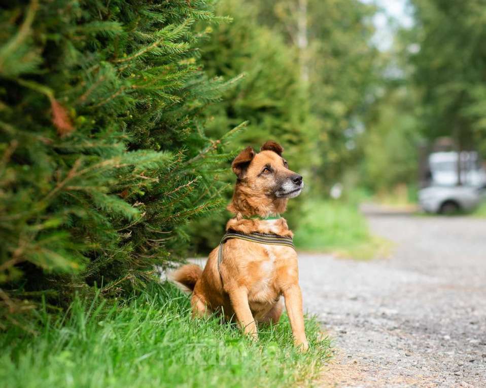 Собаки в Санкт-Петербурге: Маленький хорошенький пёс Мальчик, Бесплатно - фото 3