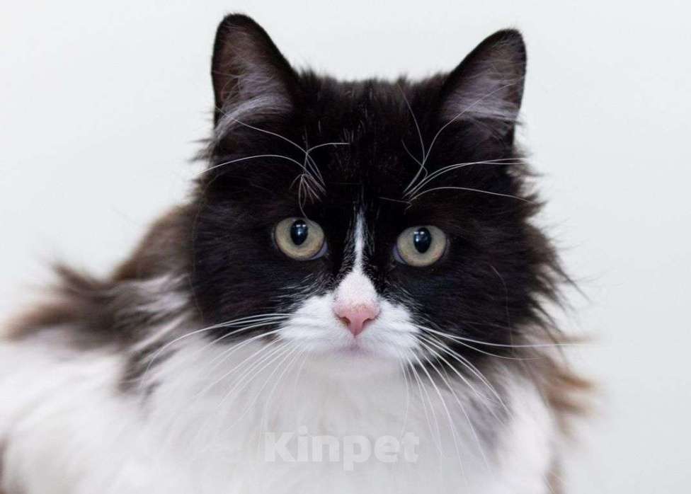 Кошки в Москве: Черно-белый Девочка, Бесплатно - фото 3