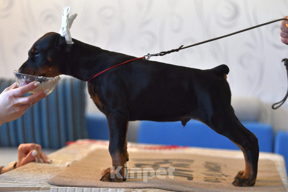 Собаки в Москве: Готов к переезду 2.5 месяца Разнополые, 100 000 руб. - фото 8