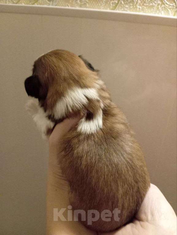 Собаки в Рыбинске: Щенок ши-тцу Мальчик, 40 000 руб. - фото 3