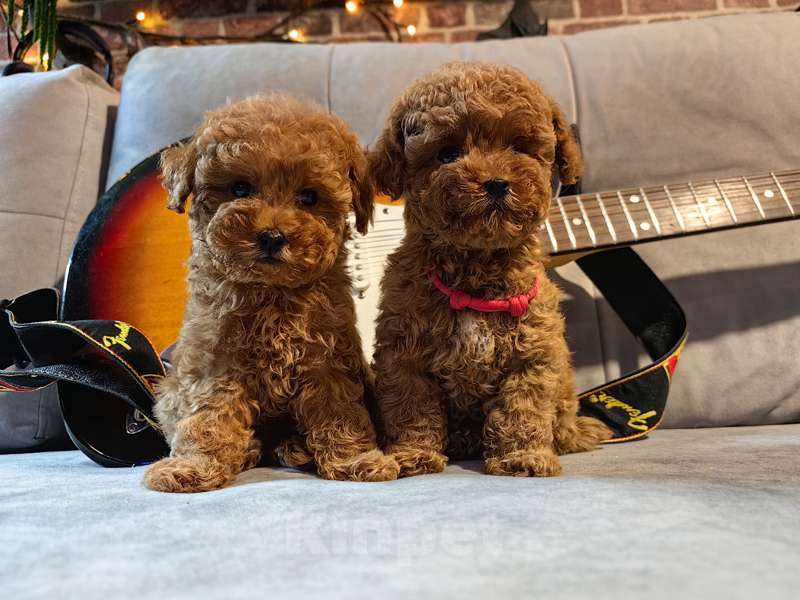 Собаки в Москве: Той-пудель щенок Девочка, 130 000 руб. - фото 1