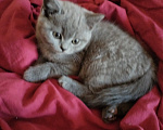 Кошки в Туле: Котята шотландские короткошортстные Разнополые, 2 000 руб. - фото 8