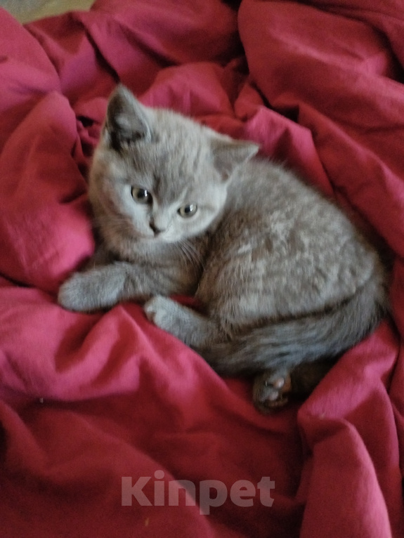 Кошки в Туле: Котята шотландские короткошортстные Разнополые, 2 000 руб. - фото 8