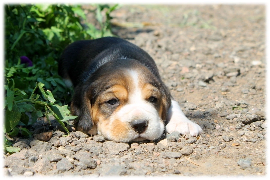 Собаки в Истре: Девочки и мальчики Девочка, 50 000 руб. - фото 2