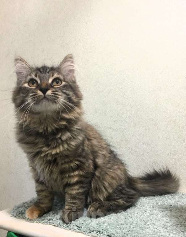 Кошки в Санкт-Петербурге: Сибирский котенок, кошка Девочка, 45 000 руб. - фото 6