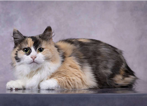 Трехцветная кошка в добрые руки