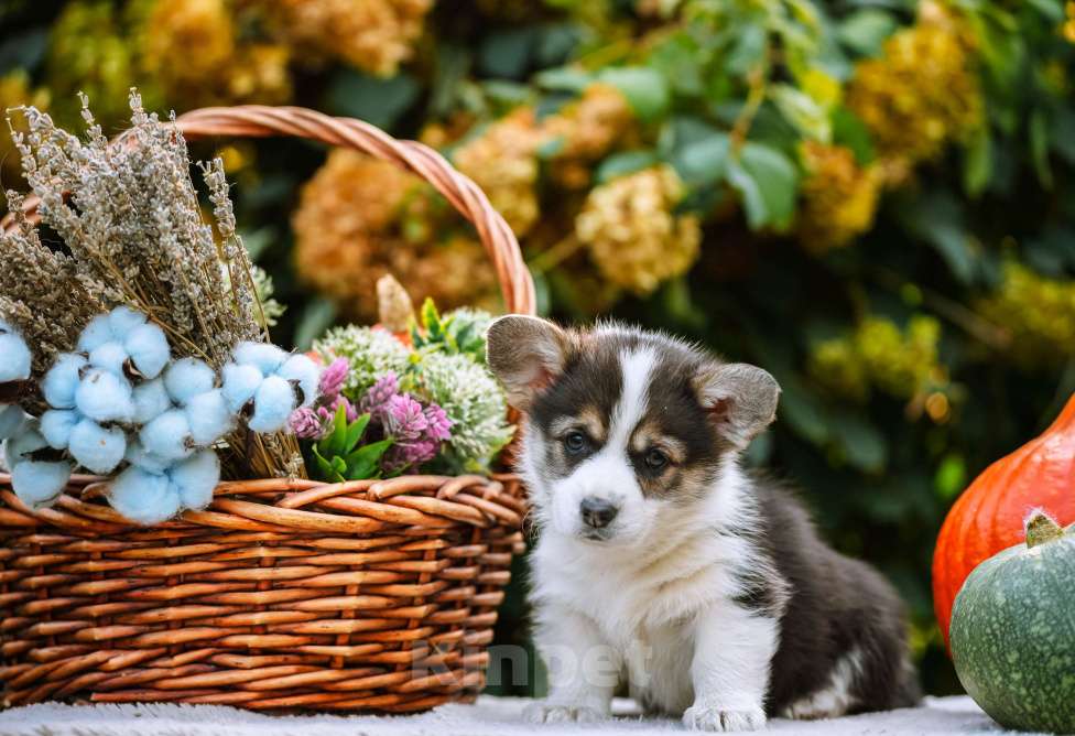 Собаки в Новосибирске: Вельш Корги Пемброк Мария-Антуанетта Девочка, 65 000 руб. - фото 6