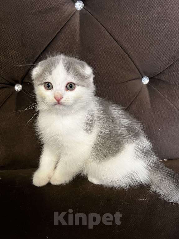 Кошки в других городах Калужской области: Шотландский вислоухий котенок Мальчик, 5 000 руб. - фото 3