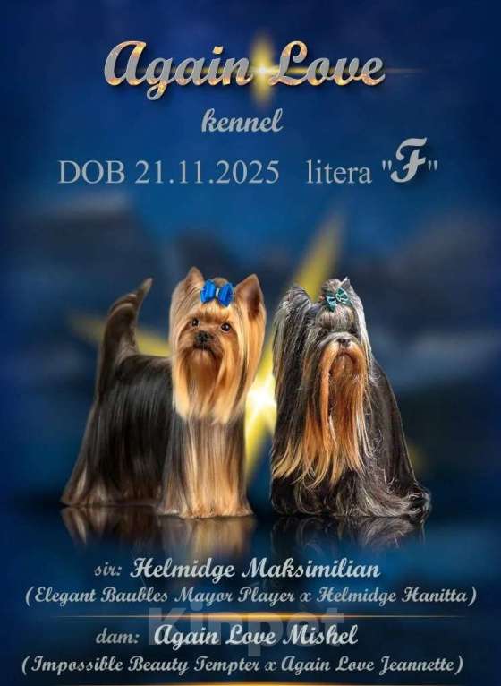 Собаки в Барнауле: Йоркширский терьер Разнополые, 50 000 руб. - фото 1