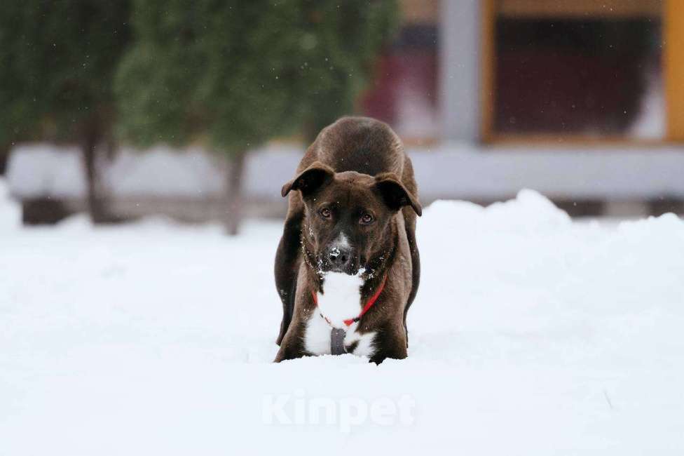 Собаки в Москве: Бадди в поиске семьи  Мальчик, Бесплатно - фото 4