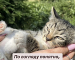 Кошки в других городах Московской области: Котенок в добрые руки Мальчик, Бесплатно - фото 2