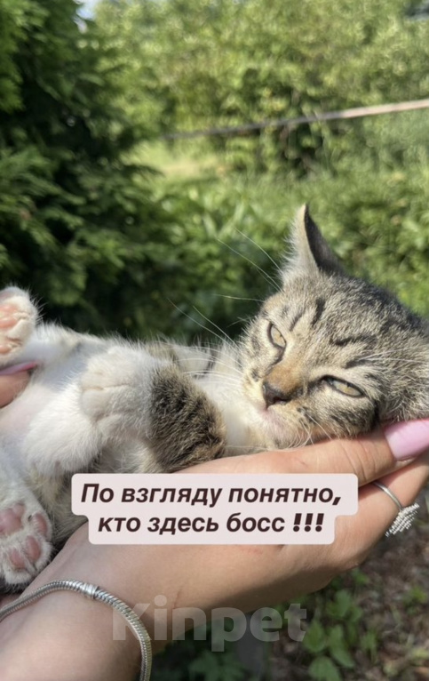 Кошки в других городах Московской области: Котенок в добрые руки Мальчик, Бесплатно - фото 2