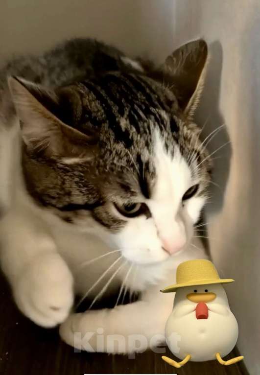 Кошки в Санкт-Петербурге: Котик Стёпка ищет дом Мальчик, Бесплатно - фото 2