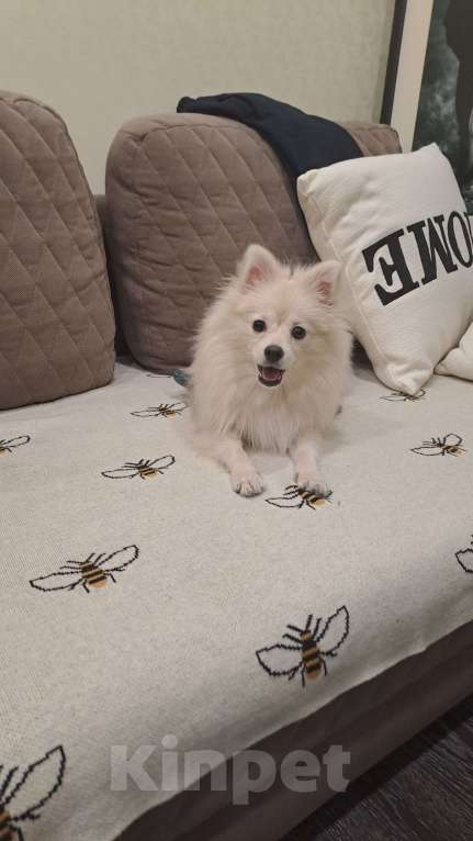 Собаки в Липецке: СРОЧНО! НАЙДЕНА СОБАКА! Девочка, Бесплатно - фото 3