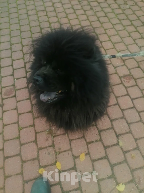 Собаки в Санкт-Петербурге: В добрые руки Девочка, Бесплатно - фото 1