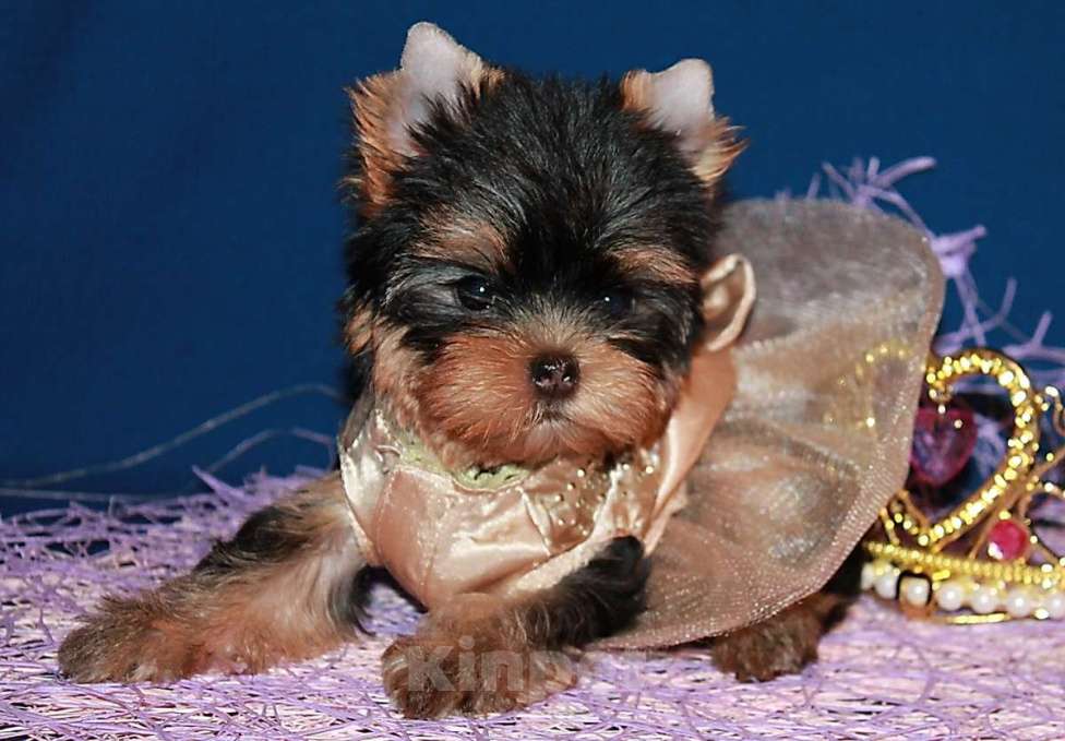 Собаки в Москве: Девочка, мелкий стандарт, Ямаха. Девочка, 130 000 руб. - фото 3