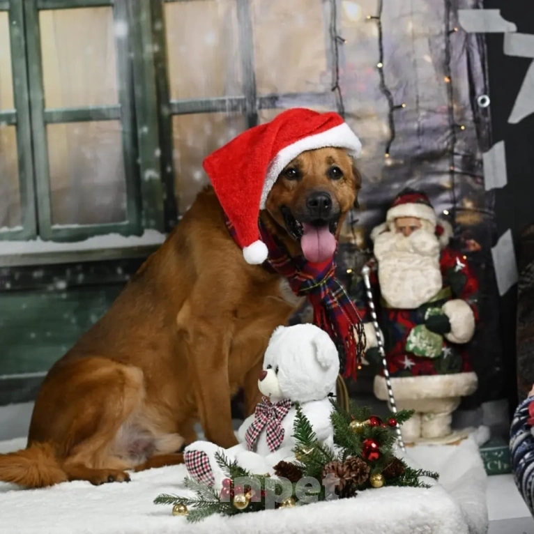 Собаки в других городах Московской области: Тайф - большой ребёнок  Мальчик, 1 руб. - фото 7