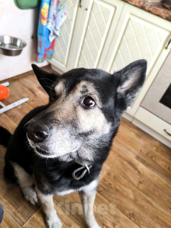 Собаки в Санкт-Петербурге: Гордон Мальчик, Бесплатно - фото 3