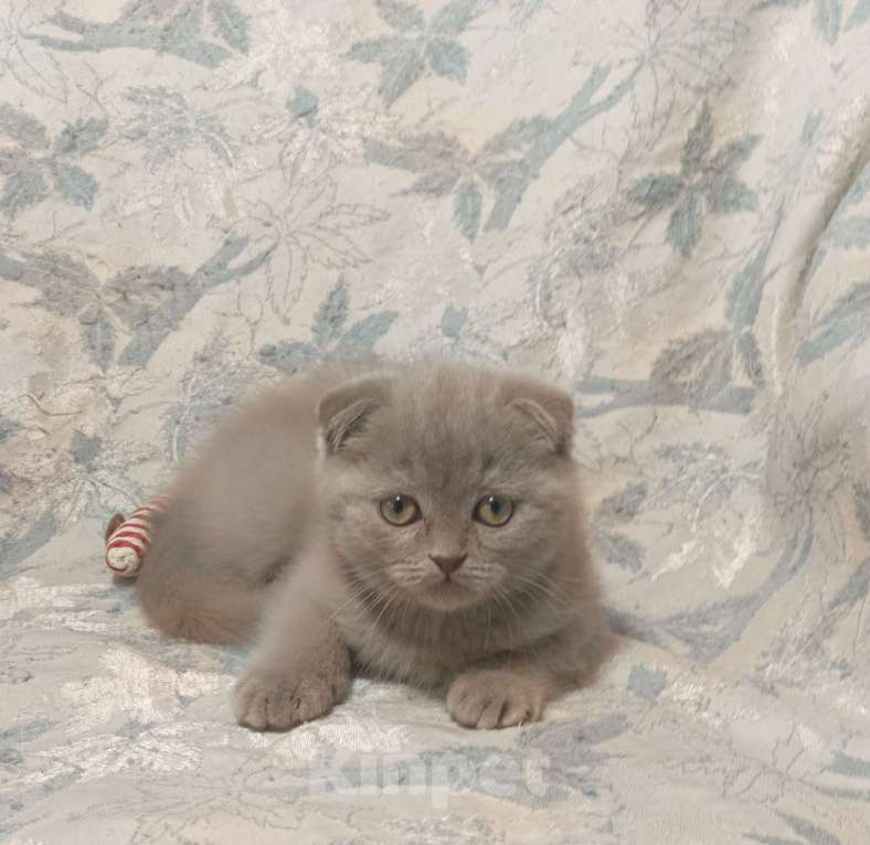 Кошки в Москве: Вислоухий котенок лилового окраса Мальчик, 25 000 руб. - фото 1